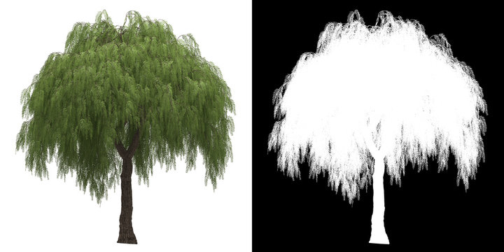 Front view of tree (Shinus Molle) png with alpha channel to cutout 3D rendering