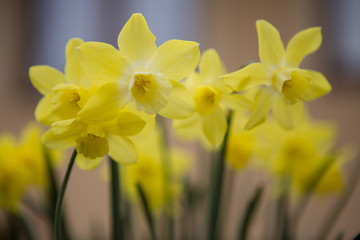 yellow daffodils in spring