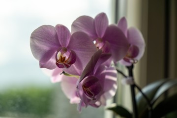 Pink Orchid flower blooming on the window in house. Slovakia	