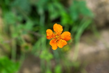 Colorful meadow flowers in grass in nature or in the garden. Slovakia