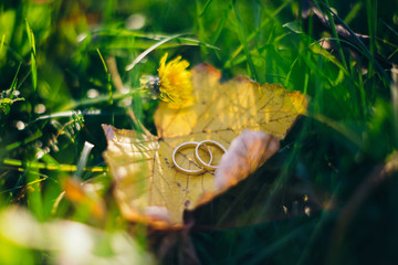 wedding rings on a leaves in fall
