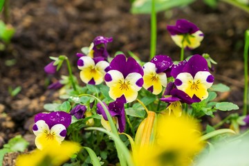 Purple, yellow, orange and blue violet flowers in the grass in nature. Slovakia