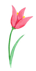pink tulip isolated on white watercolor draw