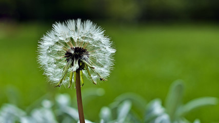 Taraxacum officinale , dandelion seeds with green background