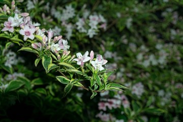 Colorful meadow flowers in grass in nature or in the garden. Slovakia