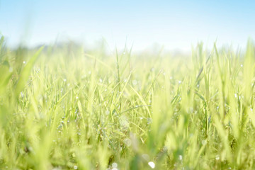 Close up of fresh morning dew droplets on green spring grass with blue sky. Bright outdoors blurred background.