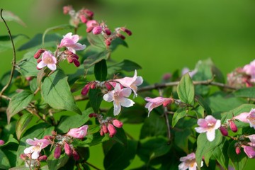 Colorful meadow flowers in grass in nature or in the garden. Slovakia