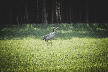 grey crowned crane © Bartłomiej Kosmatko