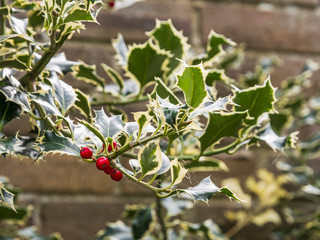 Holly bush with berries