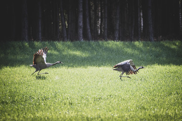 Crane in the grass © Bartłomiej Kosmatko