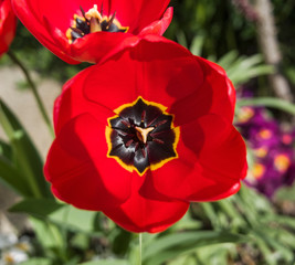 Tulip head open