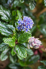 Ceanothus thyrsiflorus, lilac coming into flower