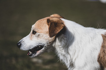 portrait of a dog