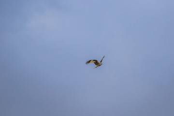 birds in flight
