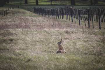 hares in the field © Bartłomiej Kosmatko