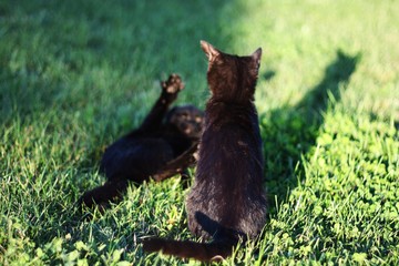 Cats playing on grass