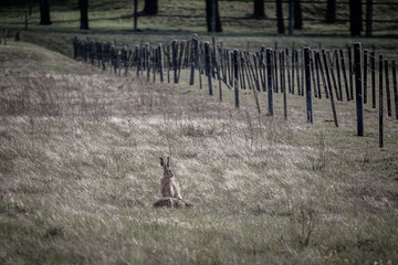 hare in the field © Bartłomiej Kosmatko