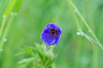 Bee sleeping hidden in the purple flower in nature. Slovakia	