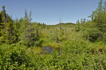 Forest landscape. Newfoundland