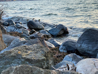 Ducks wavy spring lake at sunset
