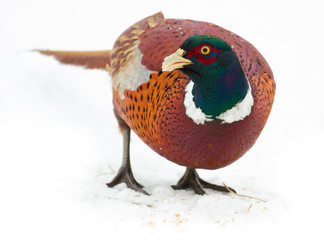 Pheasant, Phasianus. Close-up isolated. A male bird stands in the snow
