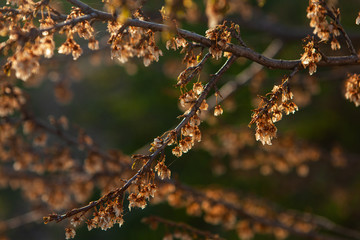 Dried flowers on a tree. Felled tree