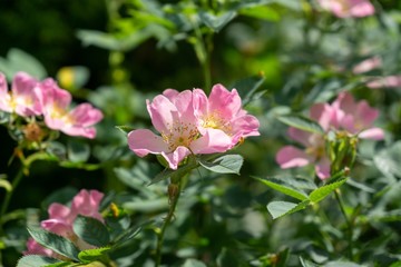 Spring tree flowering - pink Rosehip flower blooming on the tree. Slovakia
