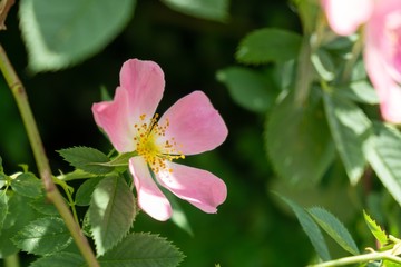 Spring tree flowering - pink Rosehip flower blooming on the tree. Slovakia