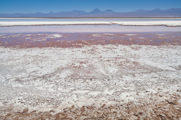 Flamingos. San Pedro de Atacama, Antofagasta - Chile. Desert. Baltinache Lagon.