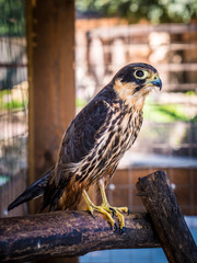 Close-up peregrine falcon sitting in zoo.
