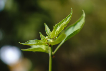 close up of a green plant