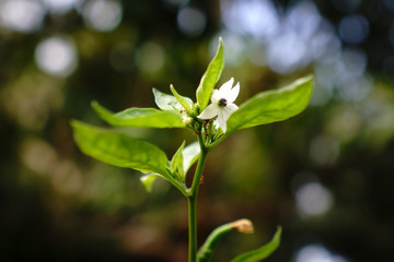 green leaves of a tree