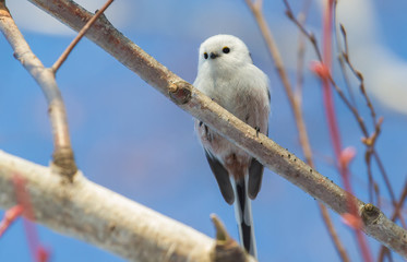 Long-tailed tit, Aegithalos caudatus. Sunny winter morning, a bird flies from branch to branch in search of food