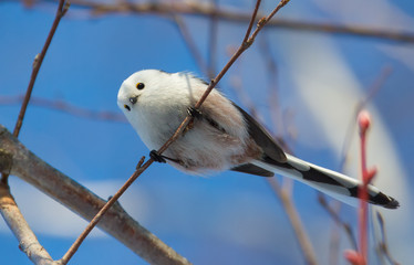 Fototapeta premium Long-tailed tit, Aegithalos caudatus. Sunny winter morning, a bird flies from branch to branch in search of food