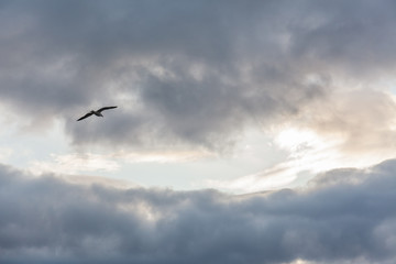 Seagull in the sky in cloudy weather against a cloudy sky