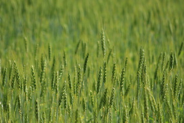 Campo di grano verde