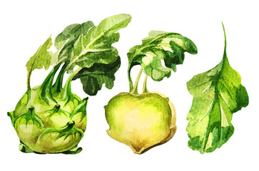 Naklejka premium Kohlrabi. Vegetable isolated on white background. Good for book illustration, magazine or journal article.