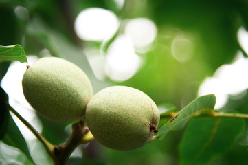 Fresh walnuts hanging on a tree in the blue background. Green walnut brunch with unripe fruits in the garden.