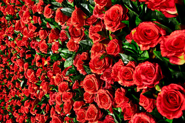 Flower wall, lots of roses