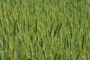 Campo di grano verde