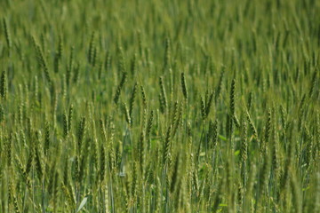 Campo di grano verde