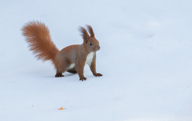 Sciurus vulgaris. Winter sunny morning, fresh snow fell, red squirrel runs around looking for nuts © Юрій Балагула
