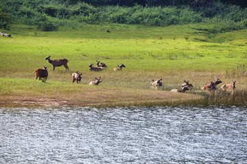 Fototapeta na wymiar Group of Sambar Deers grazing in Periyar national park, Kerala, South India