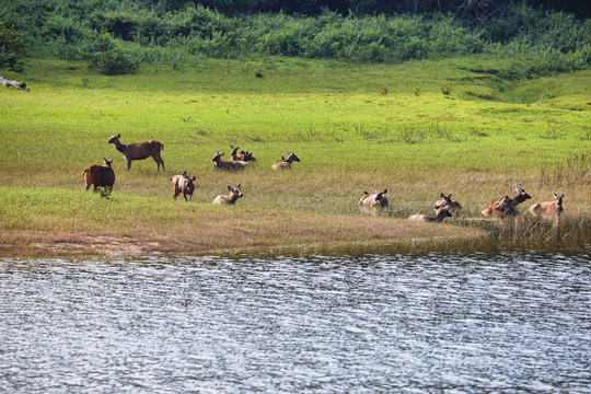 Group of Sambar Deers grazing in Periyar national park, Kerala, South India