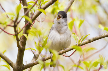Obraz premium Blackcap, Sylvia atricapilla. Morning in the forest, a male bird sits on a tree branch and sings. It differs from the female in a black cap on his head
