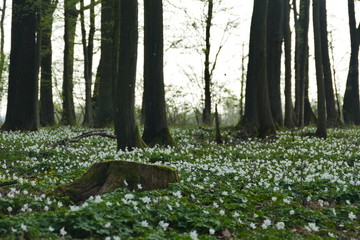 Blumenteppich im Wald
