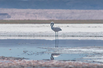 Flamingos. San Pedro de Atacama, Antofagasta - Chile. Desert. Baltinache Lagon.