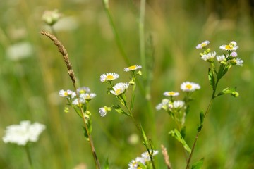 Colorful meadow flowers in grass in nature or in the garden. Slovakia