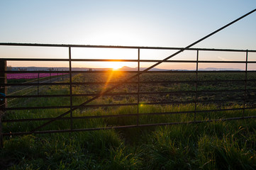 Fototapeta premium Iron gate at sunset with the light of the sun shining through and highlighting the grass in foreground, flowers to the side and mountains in the background.