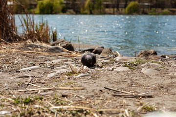 Pigeon pecks garbage on the lake shore